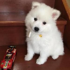 Meet your Posher, Filiz